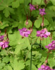 Geranium macrorrhizum – Géranium à gros rhizome - Fleurs