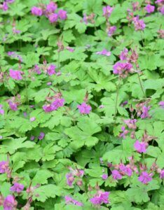 Geranium macrorrhizum – Géranium à gros rhizome - Vue d'ensemble