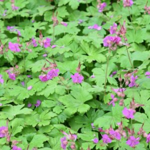 Geranium macrorrhizum – Géranium à gros rhizome - Vue d'ensemble