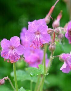 Geranium macrorrhizum – Géranium à gros rhizome - Fleurs en gros plan
