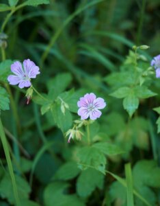 Geranium nodosum – Géranium noueux - Fleurs