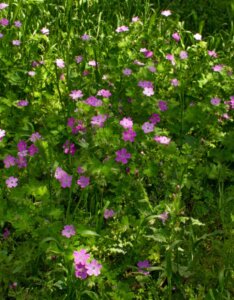 Geranium nodosum – Géranium noueux - Vue d'ensemble