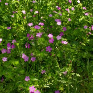 Geranium nodosum – Géranium noueux - Vue d'ensemble