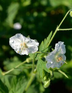 Geranium phaeum Album – Géranium livide blanc - Fleurs en gros plan