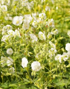 Geranium phaeum Album – Géranium livide blanc - Vue d'ensemble