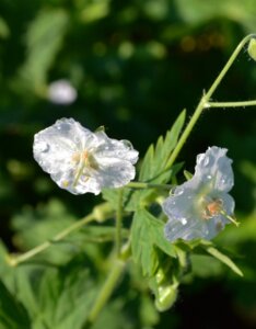 Geranium phaeum Album – Géranium livide blanc - Fleurs en gros plan