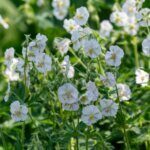 Geranium phaeum Album – Géranium livide blanc - Vue d'ensemble