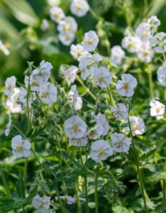 Geranium phaeum Album – Géranium livide blanc - Vue d'ensemble