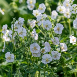 Geranium phaeum Album – Géranium livide blanc - Vue d'ensemble