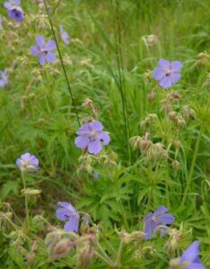 Geranium pratense – Géranium des prés - Fleurs