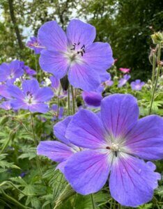 Geranium pratense – Géranium des prés - Fleurs en gros plan