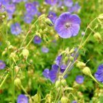 Geranium pratense – Géranium des prés - Fleurs
