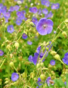 Geranium pratense – Géranium des prés - Fleurs