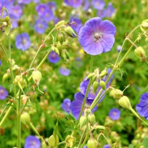 Geranium pratense – Géranium des prés - Fleurs