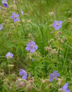 Geranium pratense – Géranium des prés - Fleurs