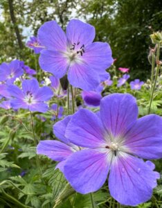 Geranium pratense – Géranium des prés - Fleurs en gros plan