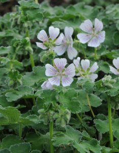 Geranium renardii – Géranium de Renard - Fleurs et feuillage