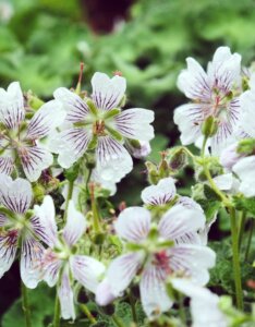 Geranium renardii – Géranium de Renard - Fleurs
