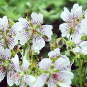 Geranium renardii – Géranium de Renard - Fleurs