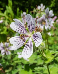 Geranium renardii – Géranium de Renard - Fleur en gros plan