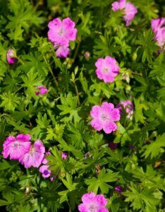 Geranium sanguineum – Géranium sanguin - Fleurs et feuillage
