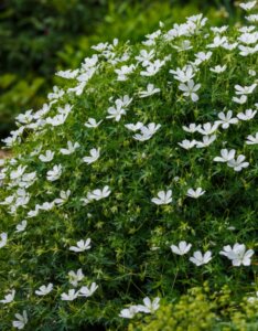 Geranium sanguineum Album – Géranium sanguin blanc - Fleurs et feuillage