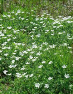 Geranium sanguineum Album – Géranium sanguin blanc - Vue d'ensemble