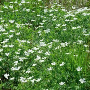 Geranium sanguineum Album – Géranium sanguin blanc - Vue d'ensemble