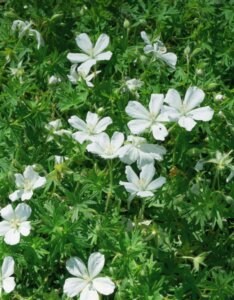 Geranium sanguineum Album – Géranium sanguin blanc - Fleurs en gros plan