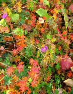 Geranium sanguineum Max Frei – Géranium sanguin - Vue d'ensemble