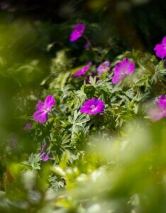 Geranium sanguineum Max Frei – Géranium sanguin - Fleurs et feuillage