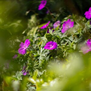 Geranium sanguineum Max Frei – Géranium sanguin - Fleurs et feuillage