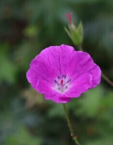 Geranium sanguineum Max Frei – Géranium sanguin - Fleur en gros plan