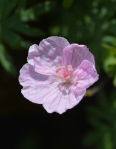 Geranium sanguineum Striatum – Géranium sanguin rose pâle - Fleur en gros plan