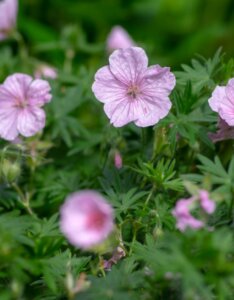 Geranium sanguineum Striatum – Géranium sanguin rose pâle - Fleurs