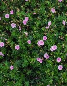 Geranium sanguineum Striatum – Géranium sanguin rose pâle - Vue d'ensemble