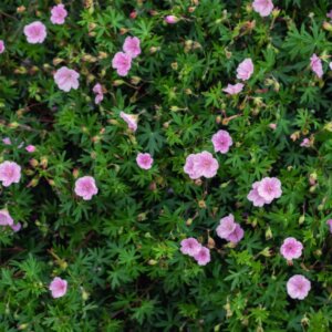Geranium sanguineum Striatum – Géranium sanguin rose pâle - Vue d'ensemble