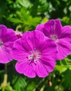 Geranium sanguineum – Géranium sanguin - Fleur en gros plan