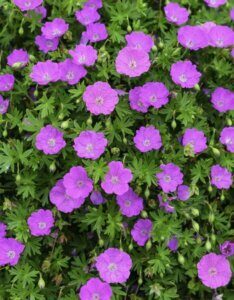 Geranium sanguineum – Géranium sanguin - Vue d'ensemble