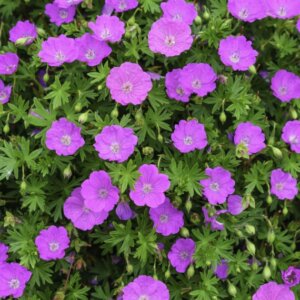 Geranium sanguineum – Géranium sanguin - Vue d'ensemble
