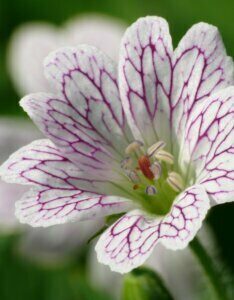 Geranium versicolor – Géranium panaché - Fleur en gros plan