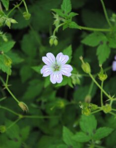 Geranium versicolor – Géranium panaché - Fleur et feuillage
