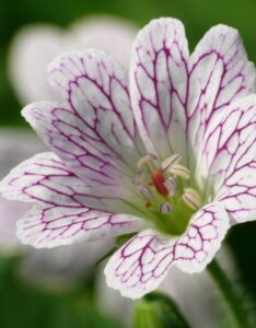 Geranium versicolor – Géranium panaché - Fleur en gros plan
