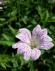 Geranium versicolor – Géranium panaché - Fleur