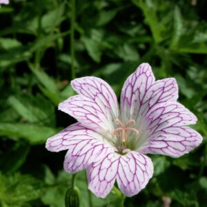 Geranium versicolor – Géranium panaché - Fleur