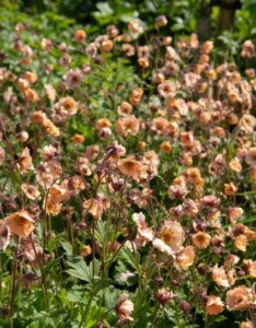 Geum Mai Tai – Benoîte - Vue d'ensemble