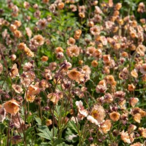 Geum Mai Tai – Benoîte - Vue d'ensemble