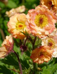 Geum Mai Tai – Benoîte - Fleur en gros plan