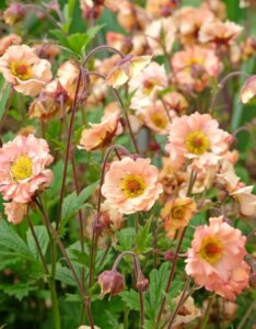 Geum Mai Tai – Benoîte - Fleurs