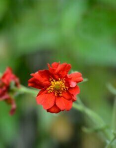 Geum chiloense Mrs Bradshaw – Benoîte rouge - Fleur en gros plan